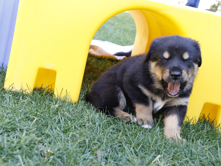 chinook dog